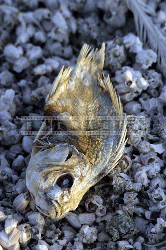 A Dead Fish on the Beach Coast