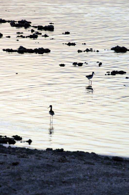 Two Birds in the Shallow Beach Waters