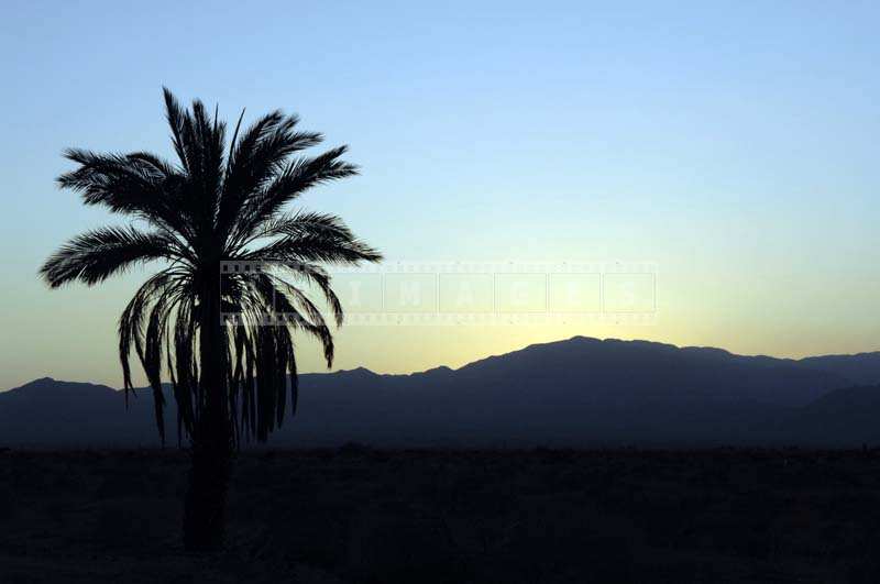 The Silhouette of a Tall Palm Tree and the Mountains at a Distance