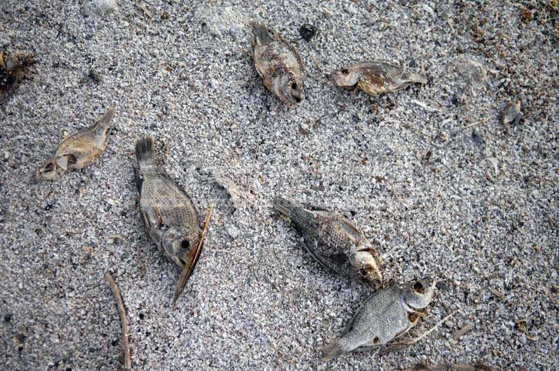 Dead Fish on the Salton Sea North Shore