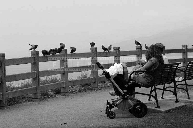 Birds Perched on the Fence while People Relax on the Benches