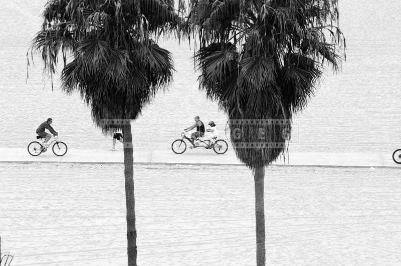 Two Palm Trees Towering over the Cycling Trail