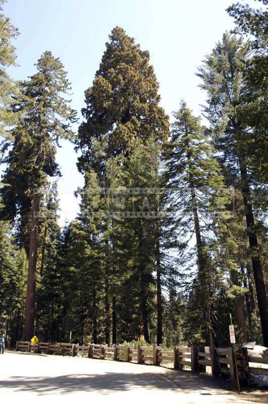 Towering sequoias redwoods near the road