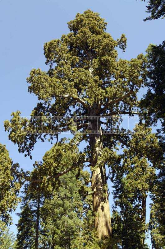 Huge Branches of the Sequoia Tree