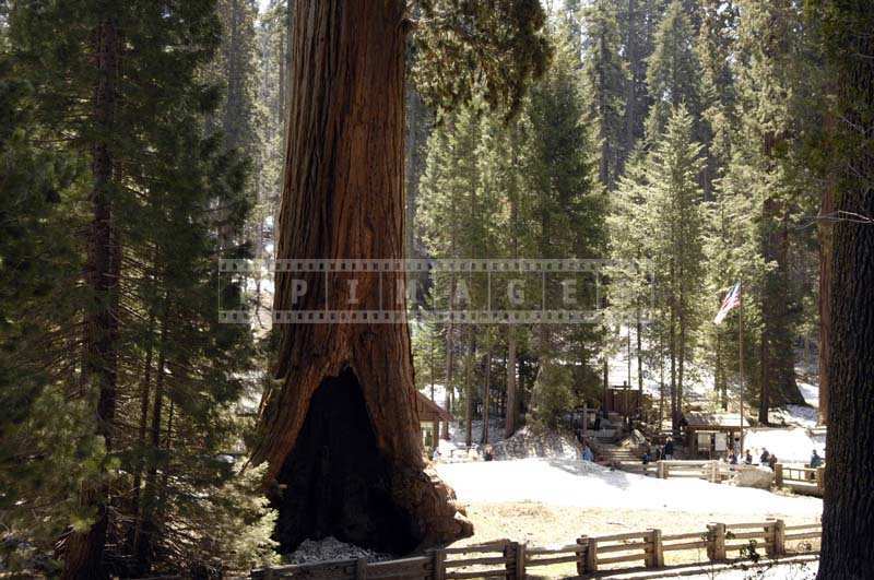 Redwood forest and sequoia tree with bark damaged by the fire