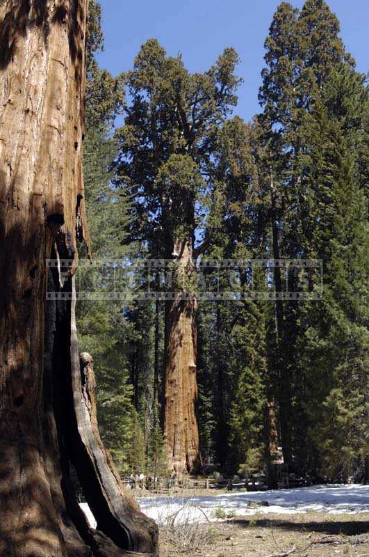 Sequoiadendron giganteum - giant sequoia largest tree in the world by volume - General Sherman