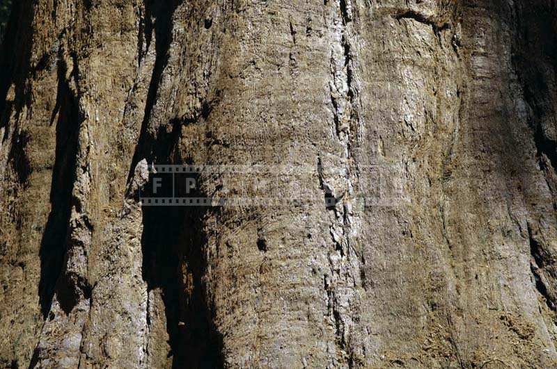 Close-up Picture of the Sequoia Tree Bark