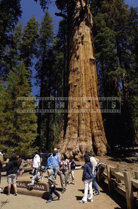 Children and People with Cameras near the General Sherman Tree, great outdoors