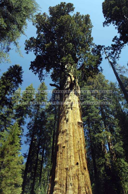 The Majestic Height of a General Sherman