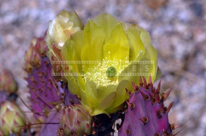 Beavertail Cactus Flower Golden Yellow