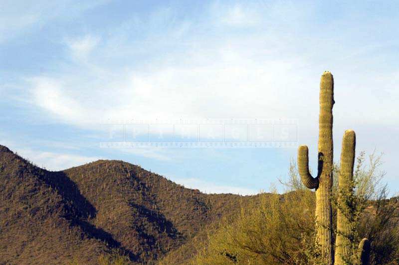 Saguaro Forest Reserve near Scottsdale