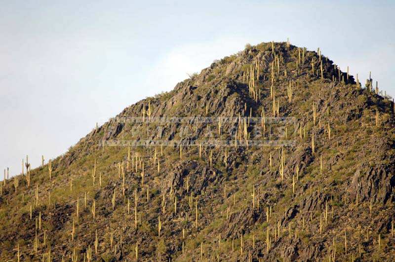 Black Mountain Saguaro Forest