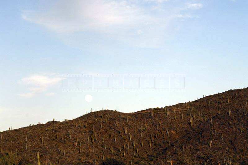 Moon rising above saguaro forest