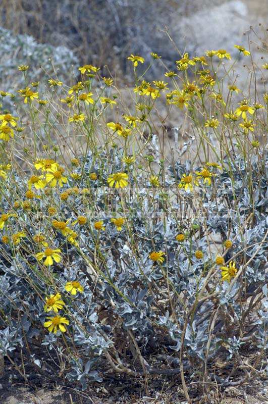 Brittle Bush in full bloom