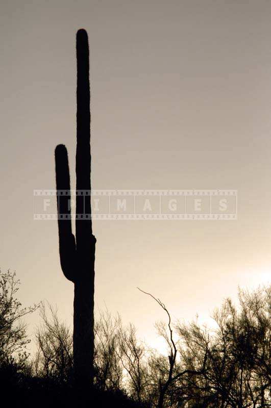 Saguaro Dark Silhouette at Sunset