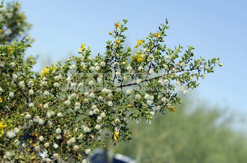 Creosote bush blooming