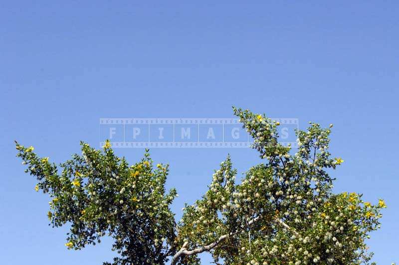 Creosote bush isolated on blue sky