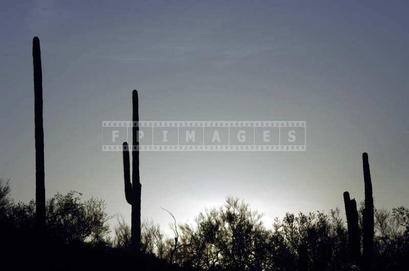 The Outlines of the Giant Saguaro, Sonoran Desert