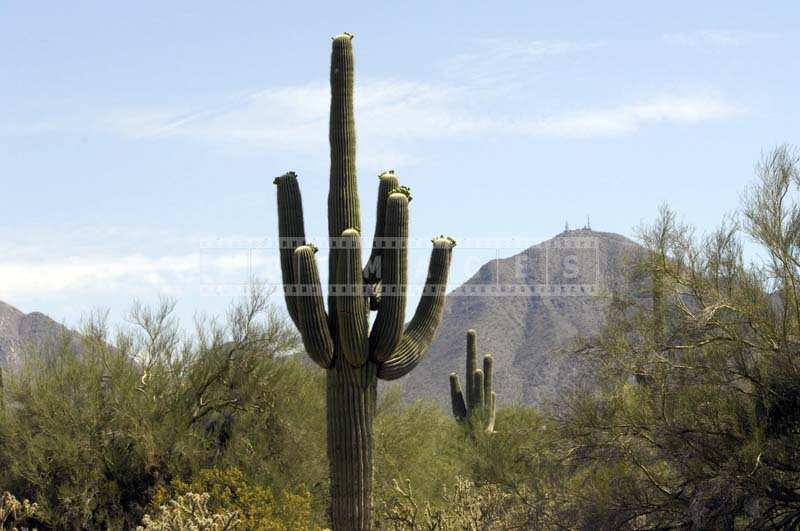 Rugged Sonoran Desert Landscape