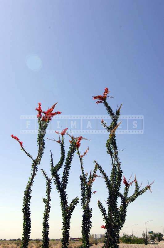 Ocotillo succulent plant in bloom
