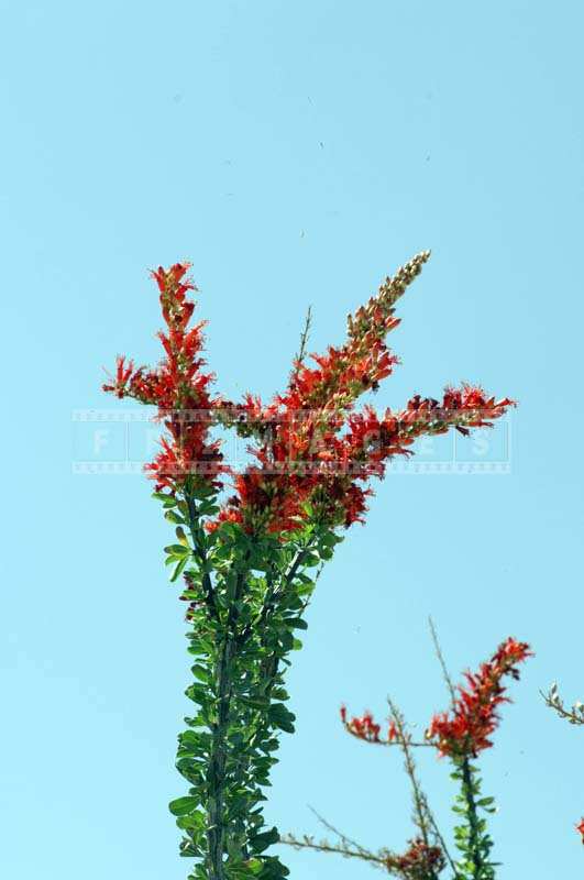 The Fiery Red Ocotillo Blossoms