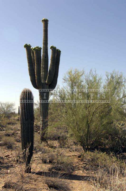 Sonoran desert native plants