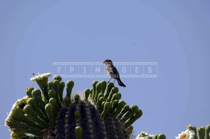 Bird feeding on bugs near Saguaro flowers