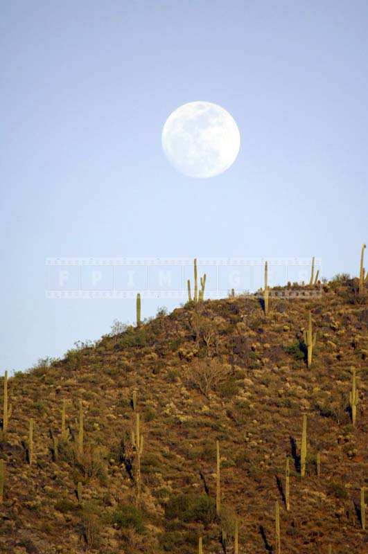 A Full Moon above a Rich Patch of Saguaro Cacti 