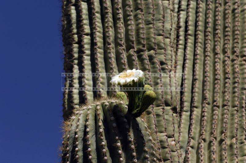 Sharp spines of flowering cactus