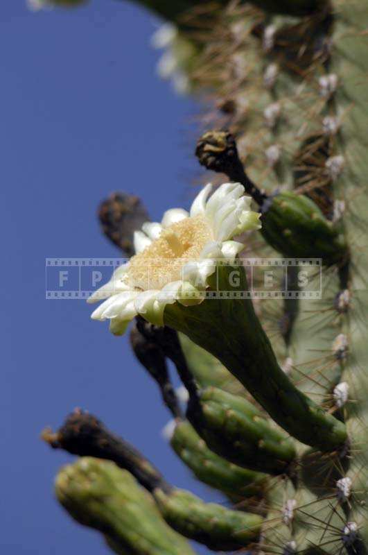 Macro picture of white cactus bloom