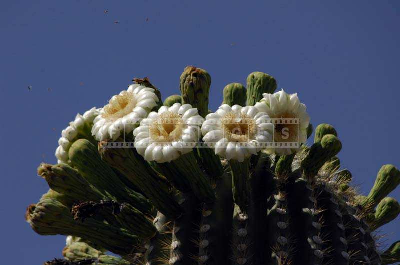 White Flowers of Saguaro