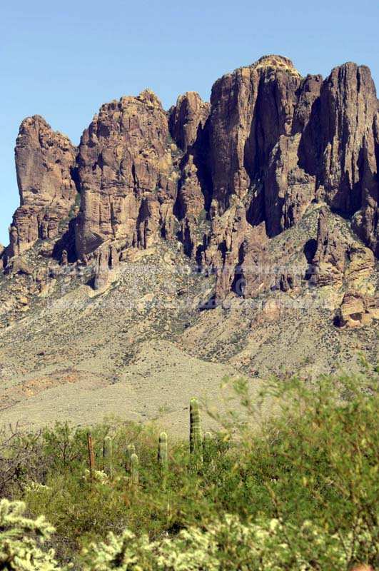 Desert Saguaro forest and desert plants near the Mountains