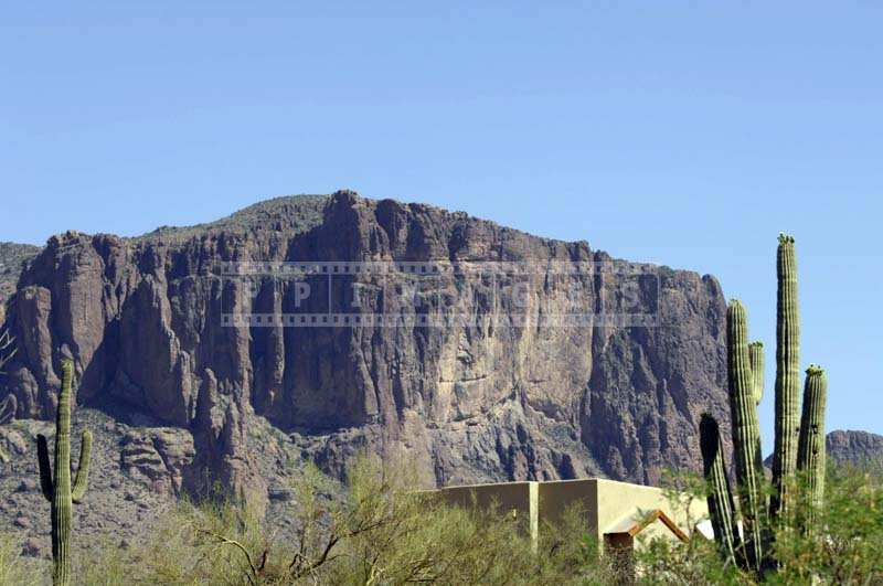 Saguaro Cacti and the Mountains