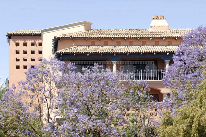 Scottsdale Links hotel and Trees in purple blossom