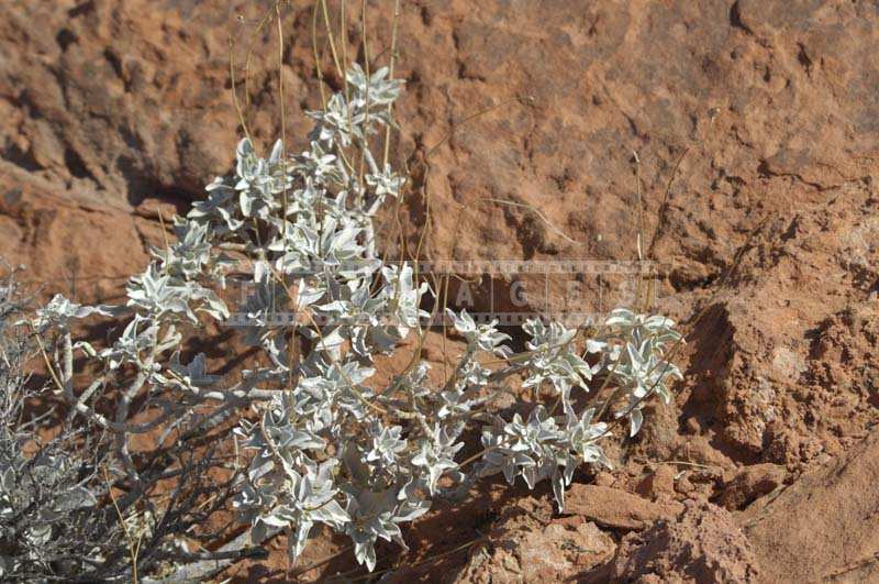 Desert Plants in the Valley, brittle bush