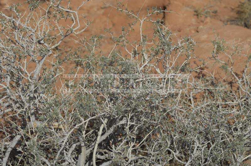 Picture of Desert Burro Bush