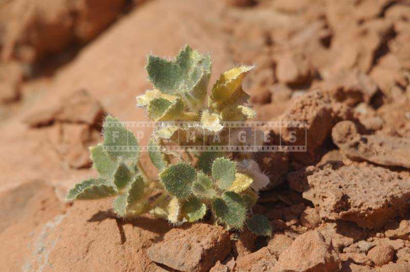 Small Succulent Plant with hairy leaves, mojave desert