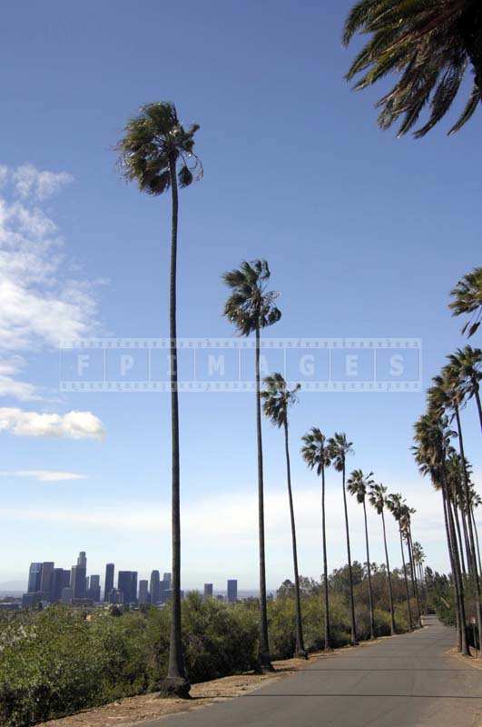 Beautiful Image of the Tall Palm Trees, Elysian Park