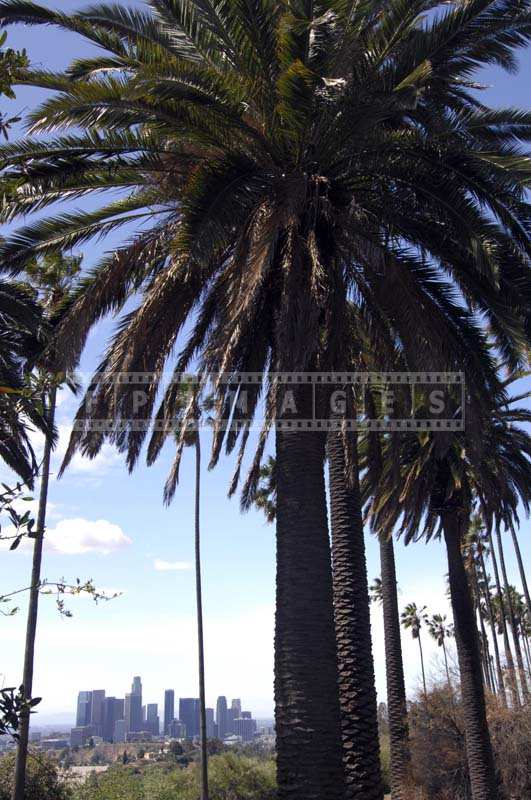 Photo of the Palm Trees against the Scenic LA Cityscape