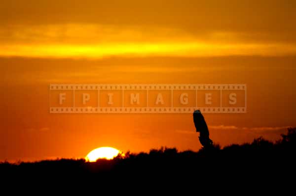 Disappearing sun and saguaro Arizona sunset landscape