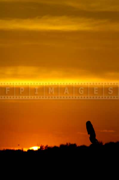 Arizona landscape with setting sun and saguaro cactus