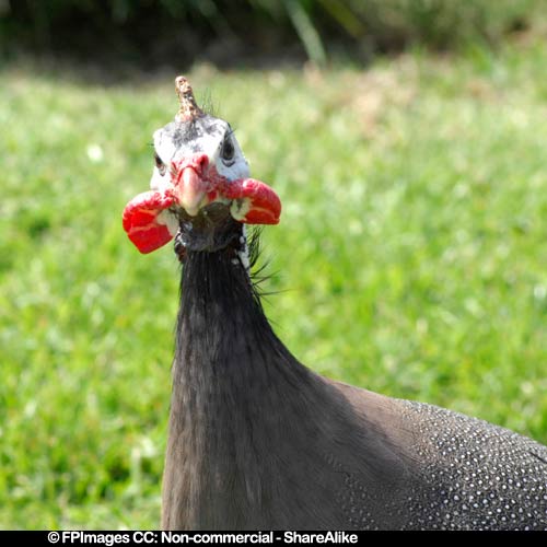 guinea hen bird picture