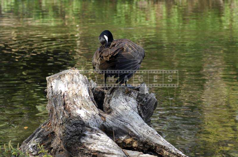 Image of a Canada Goose sitting on a stump by the lake