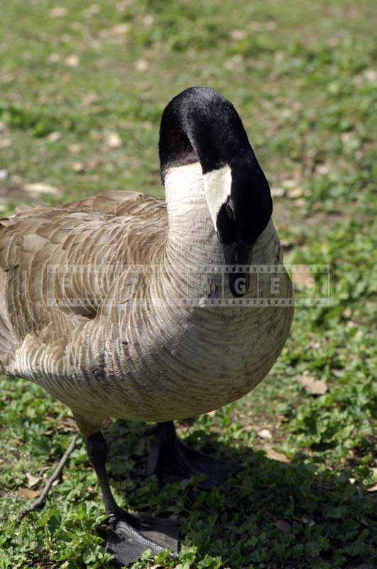 Canada Goose at Arboretum in Los Angeles