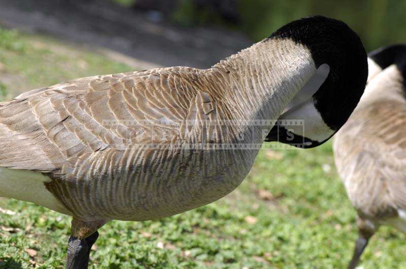 Goose standing on the grass
