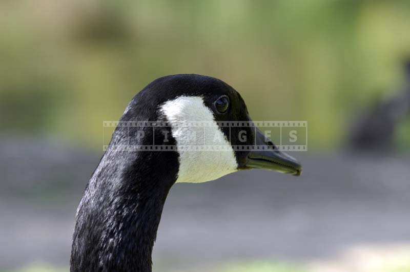 Close up Image of a Goose