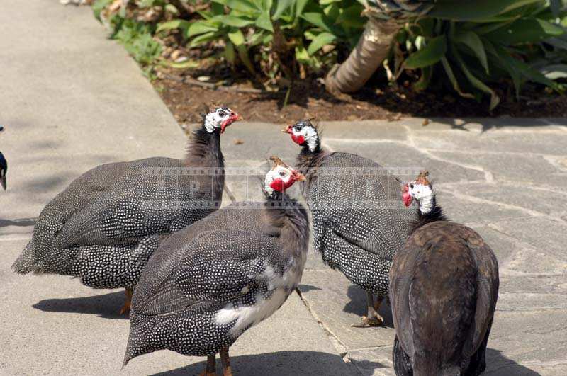 Guinea Fowls Wandering Casually at Arboretum