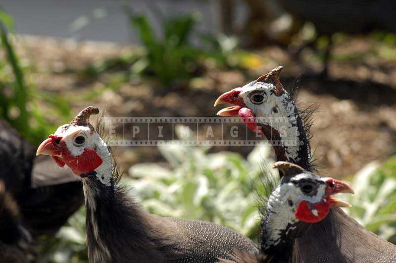 three Guinea Fowl birds