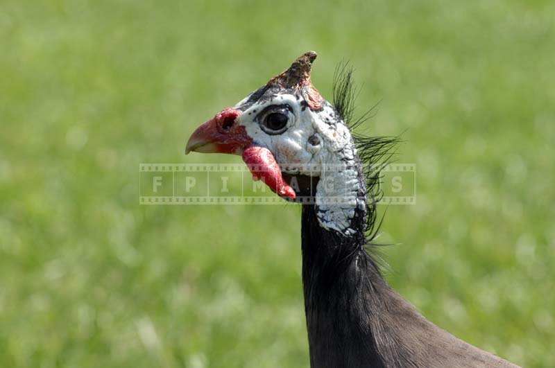 Picture of a Guinea hen in Los Angeles Arboretum