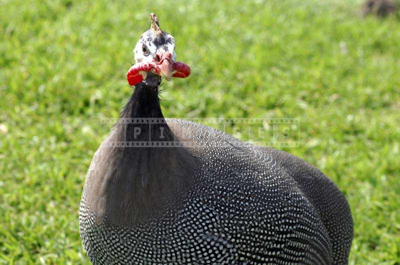 single Guinea hen looking straight at the camera